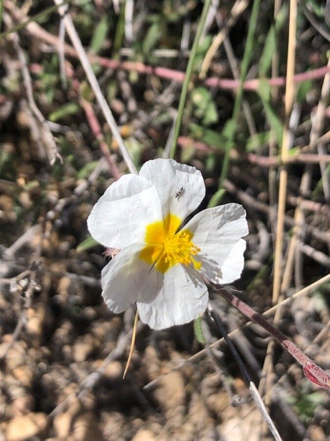 Helianthemum asperum flower