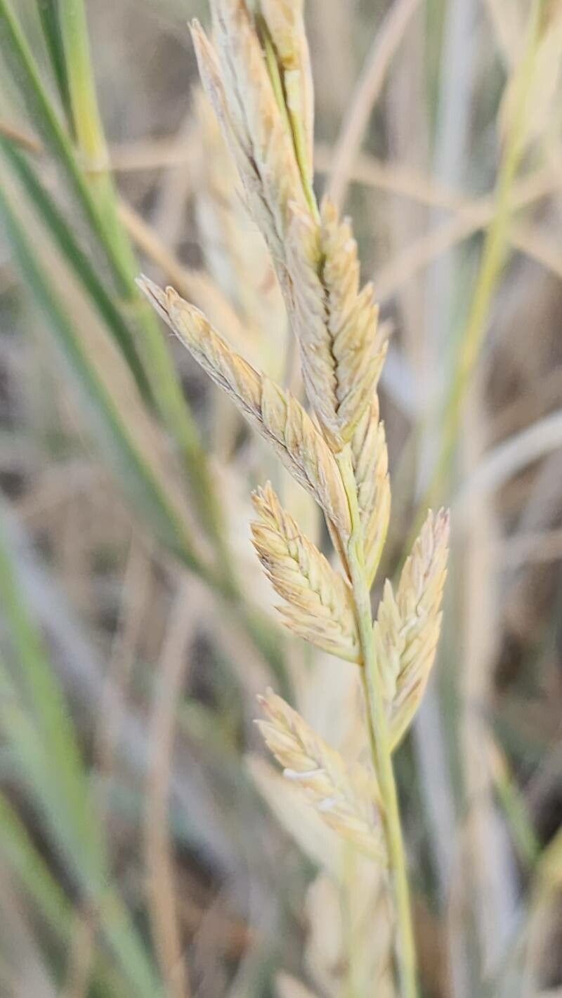 Thinopyrum gentryi flower