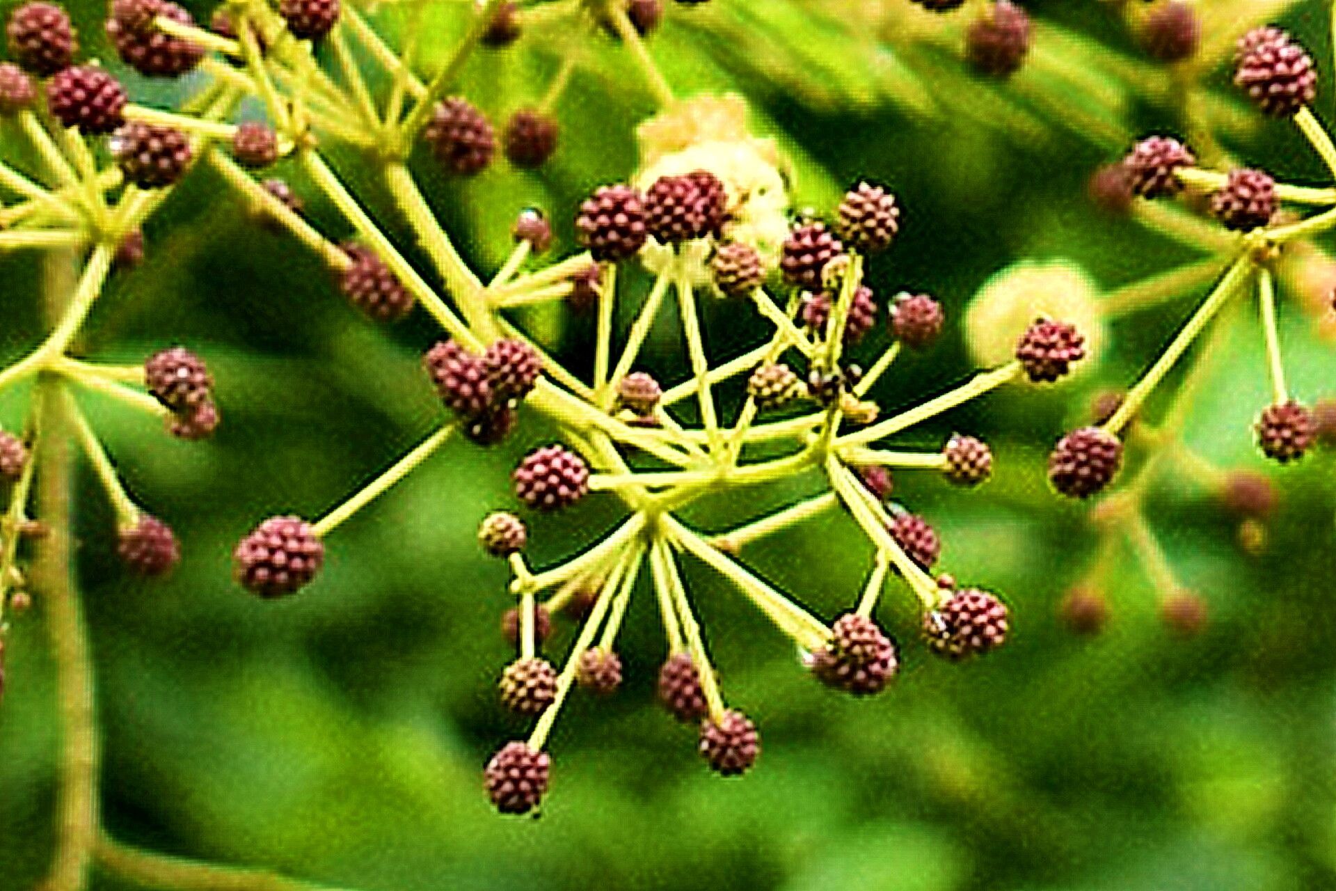 Senegalia pennata — search result for 'Mimosa'