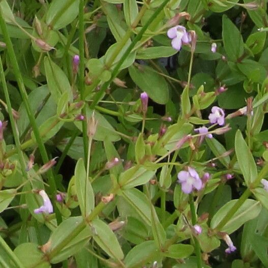 Lindernia palustris flower