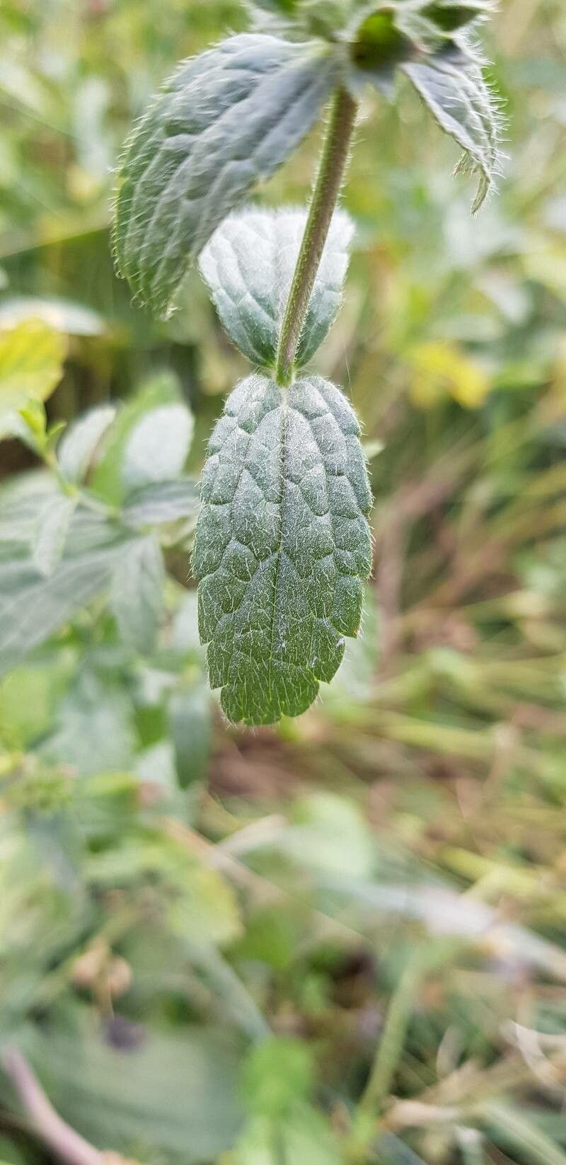 Stachys recta — search result for 'Stachys'