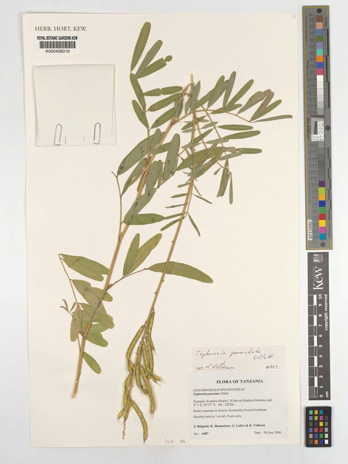 Tephrosia punctata — search result for 'Tephrosia'