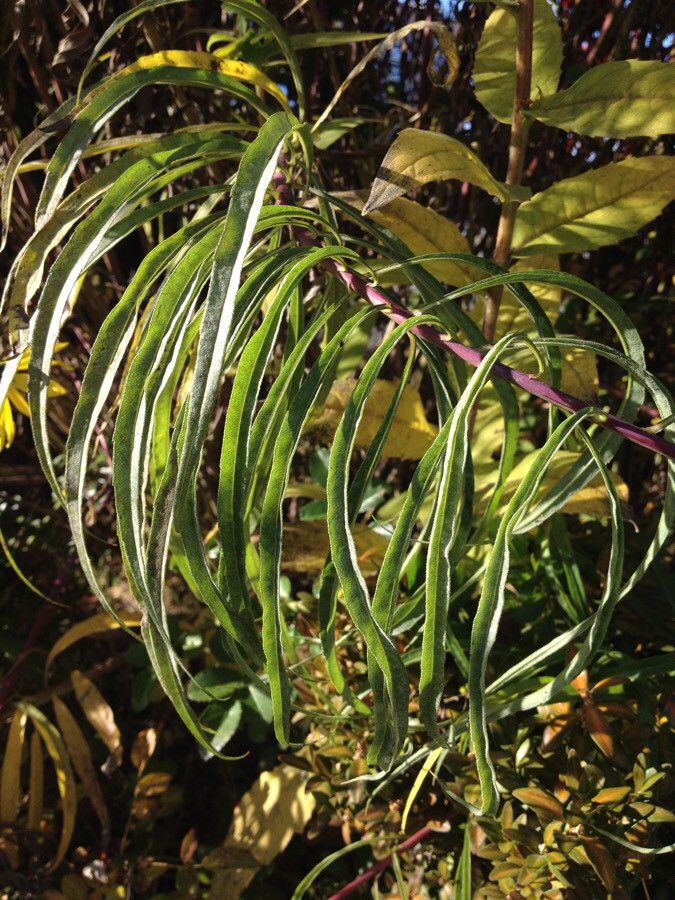Helianthus pauciflorus — search result for 'Eastern United States and Canada'
