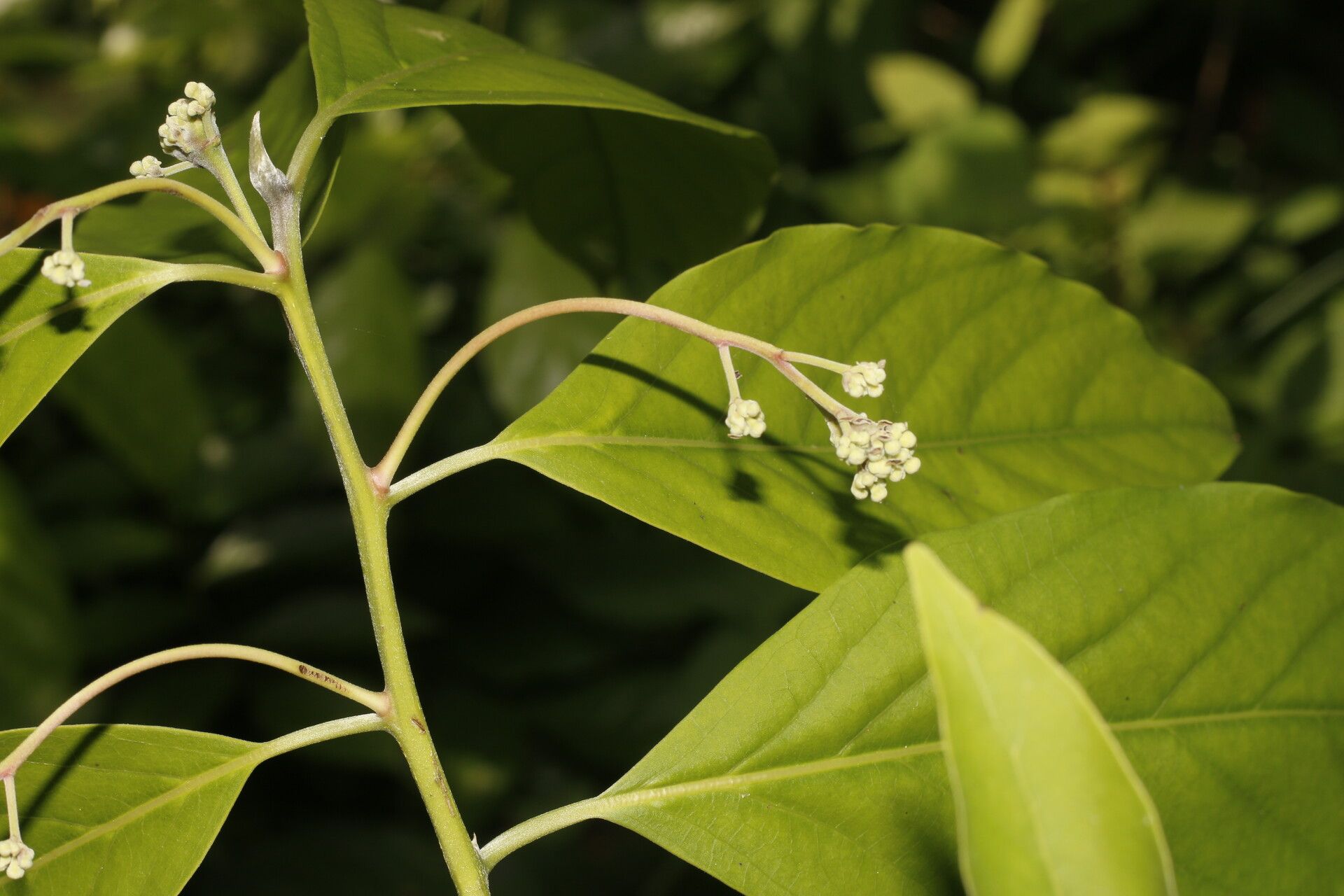 Nectandra martinicensis flower