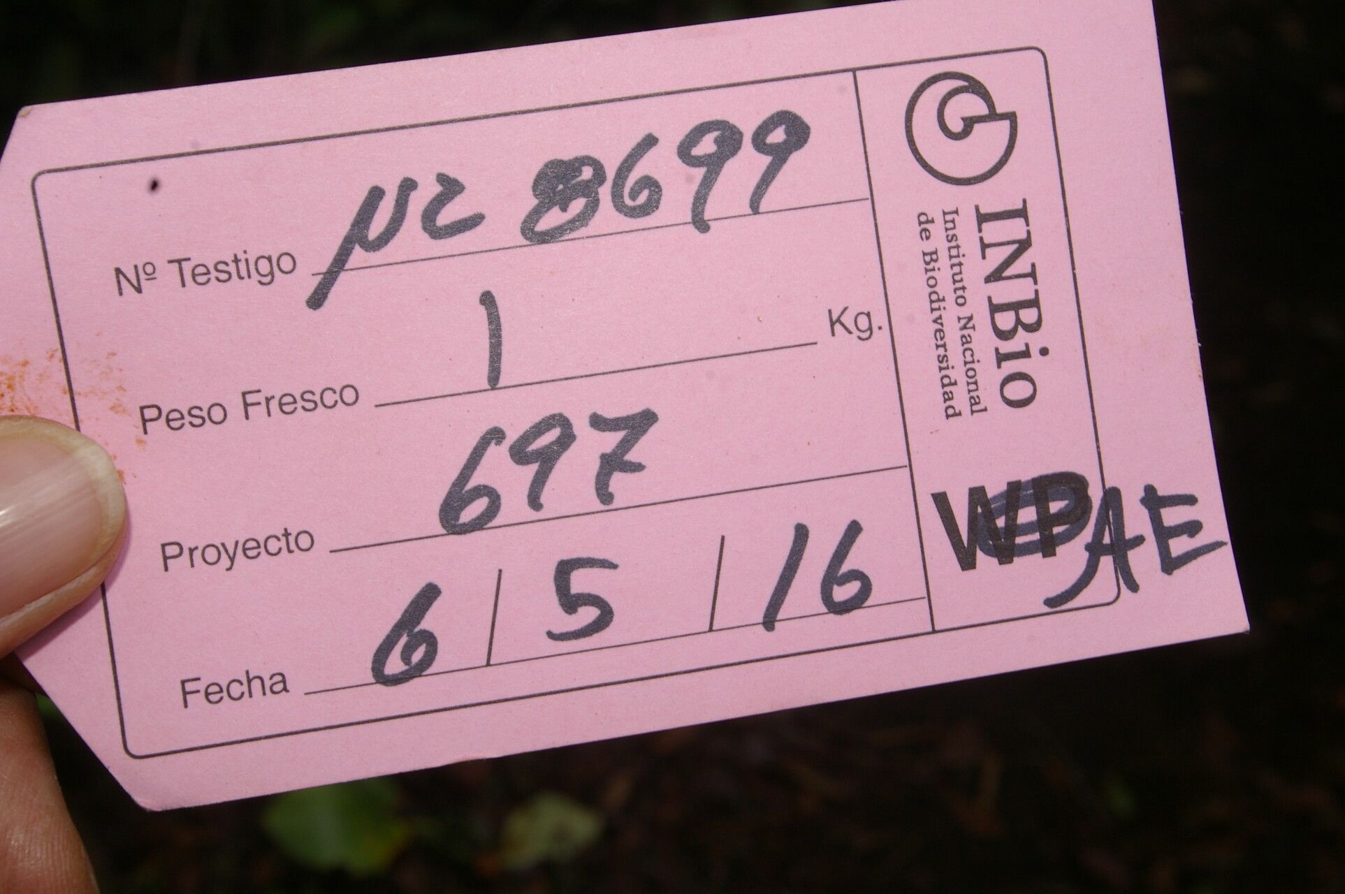 Ocotea mollicella other