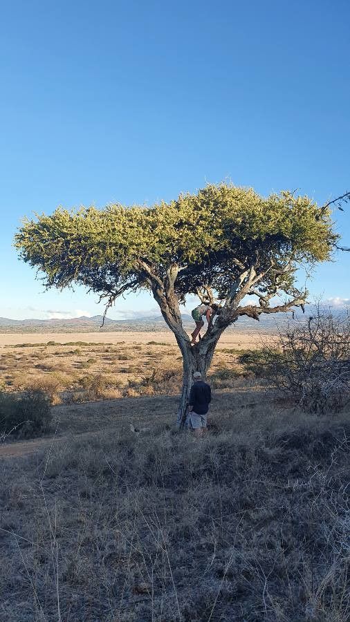 Boscia coriacea habit