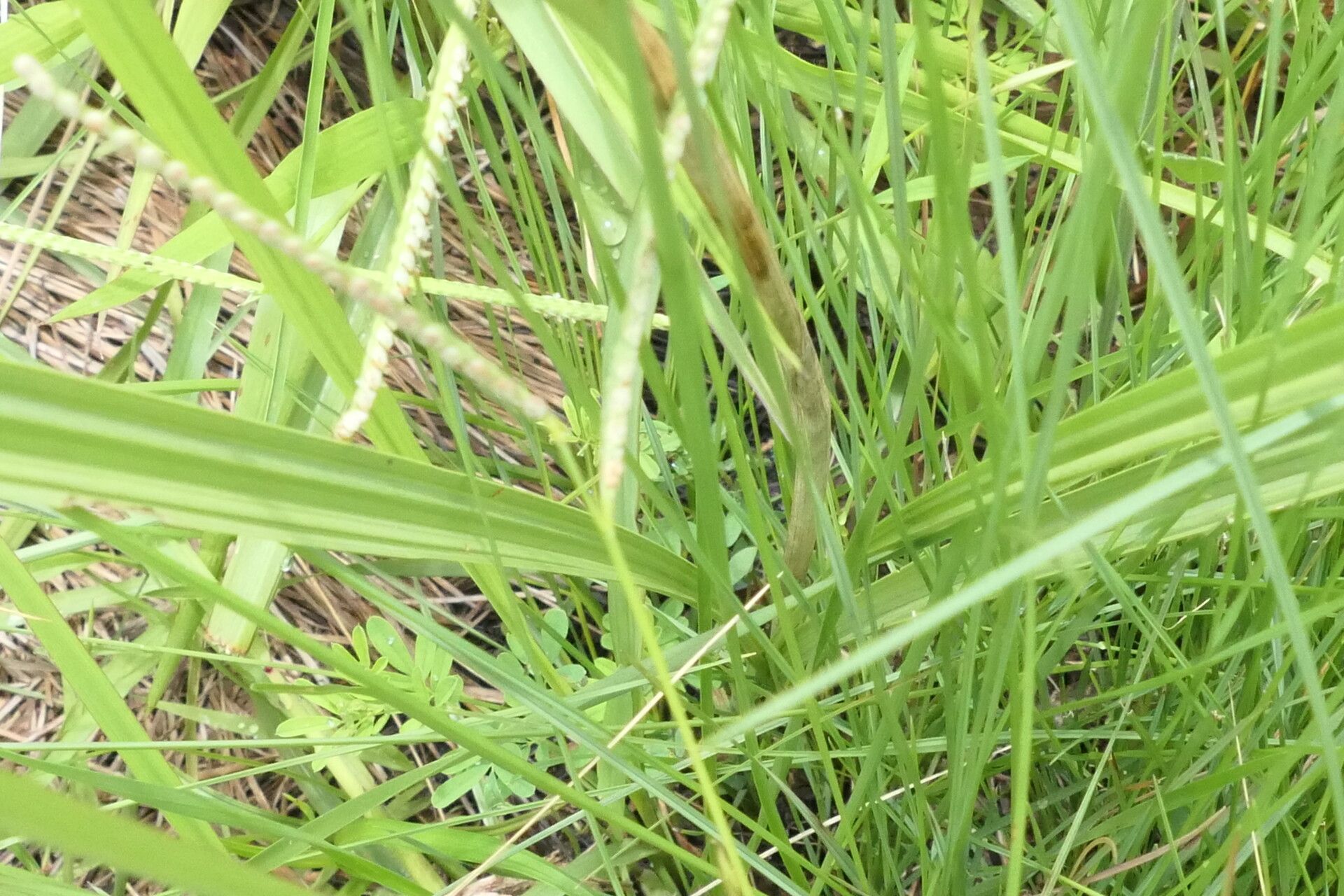 Eulophia ensata — houseplant care guide