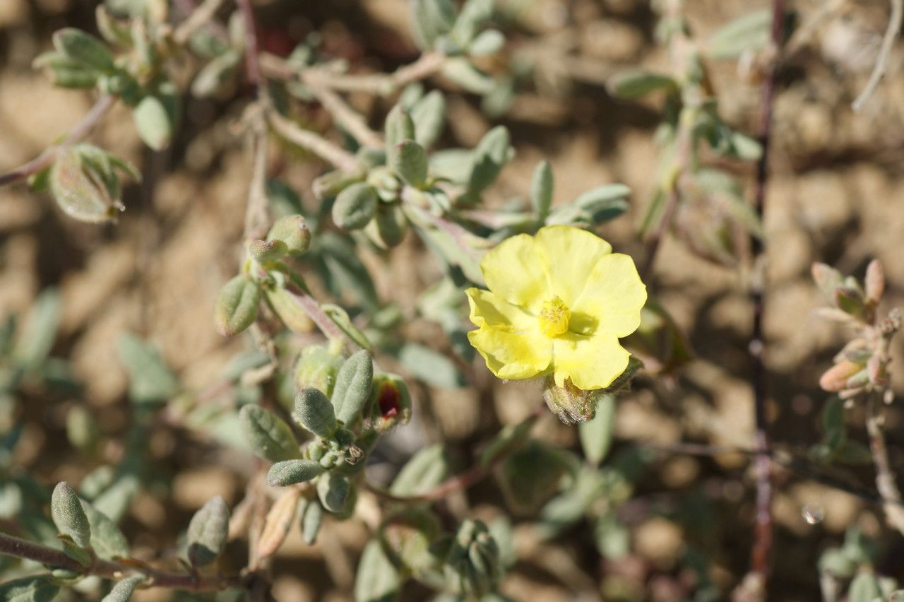 Helianthemum stipulatum flower