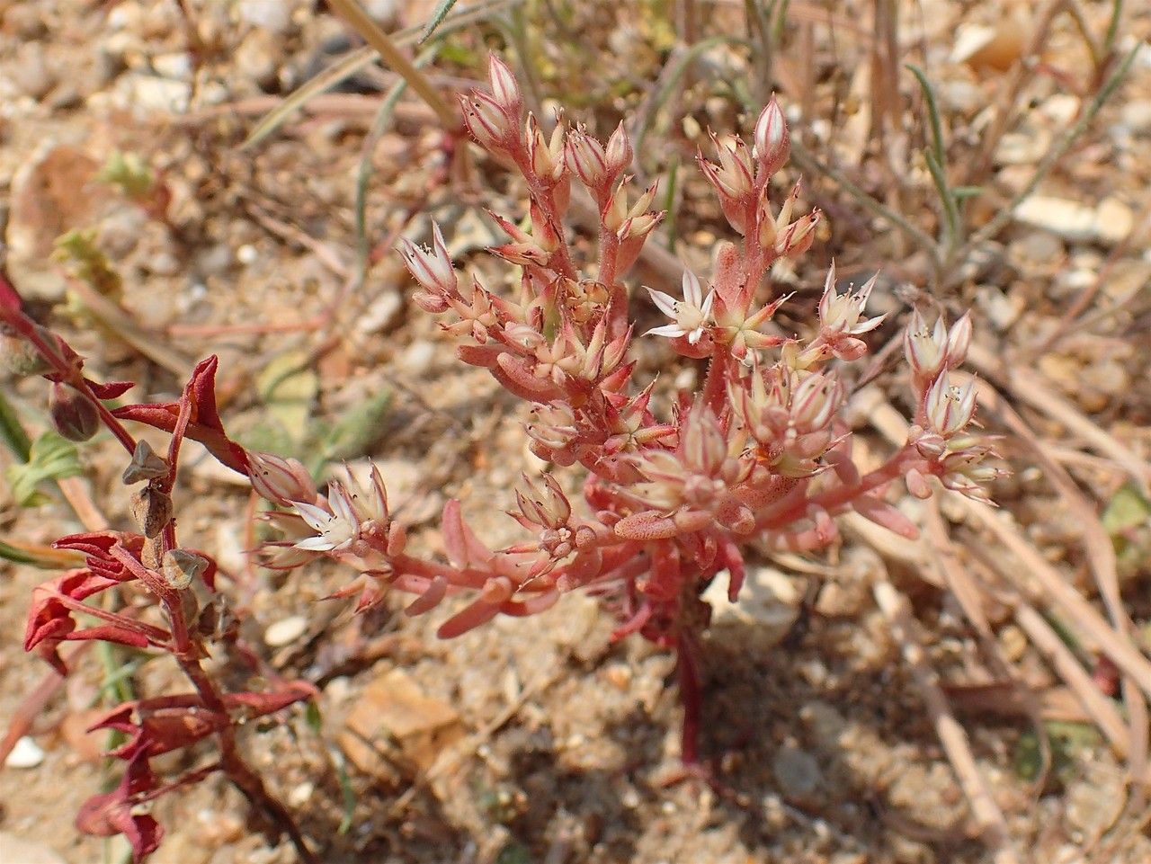 Sedum rubens fruit