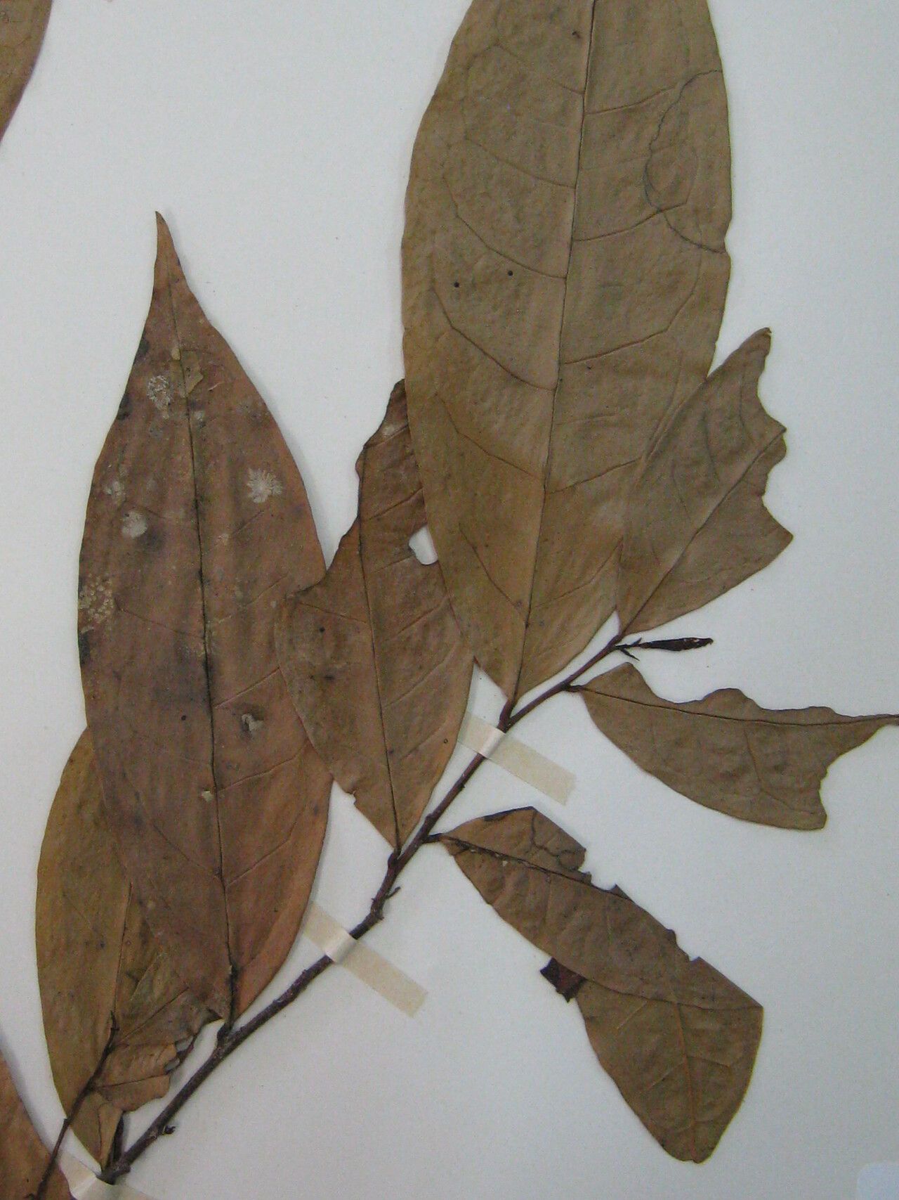 Anaxagorea brevipedicellata other