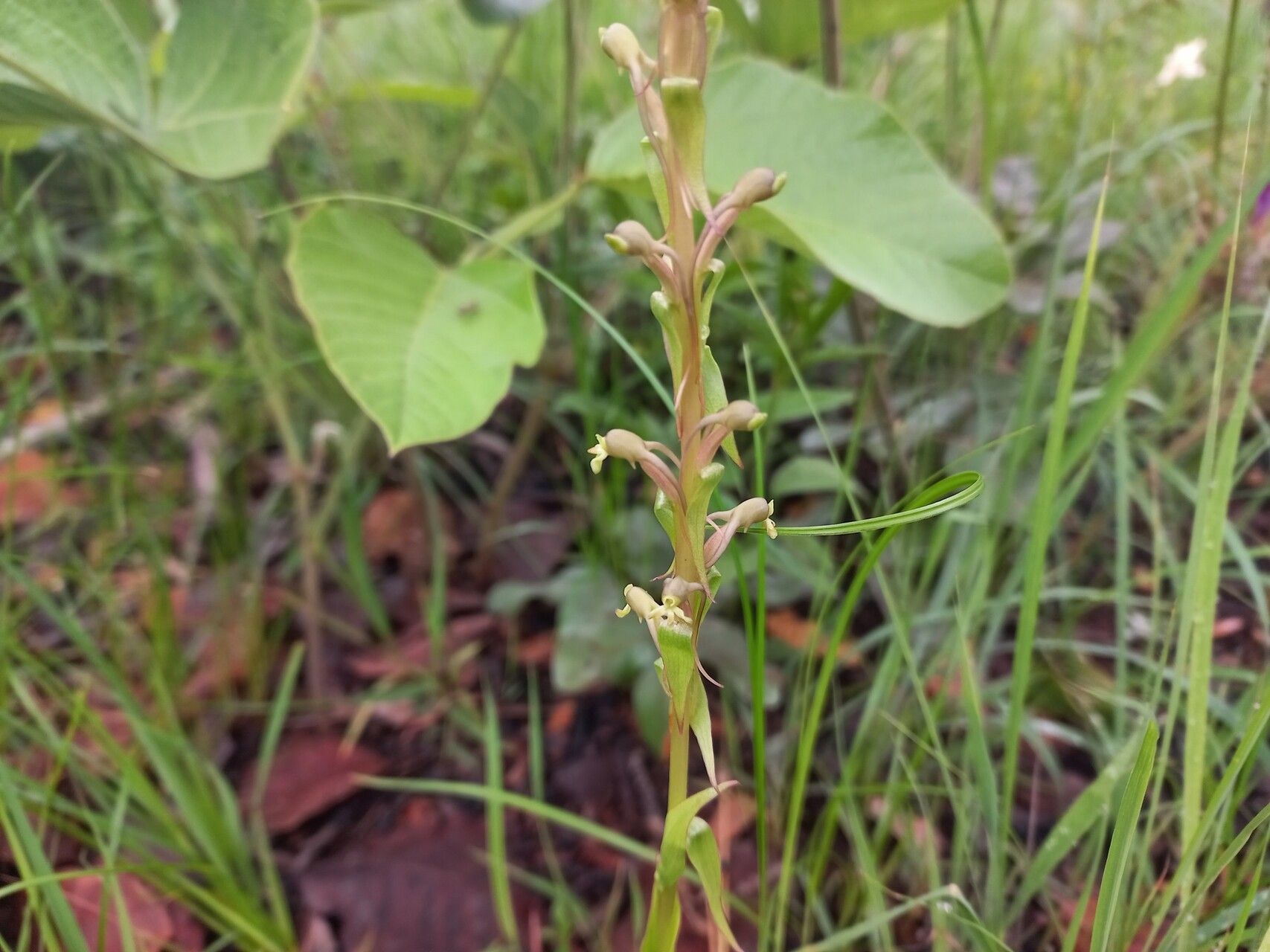Satyrium volkensii flower