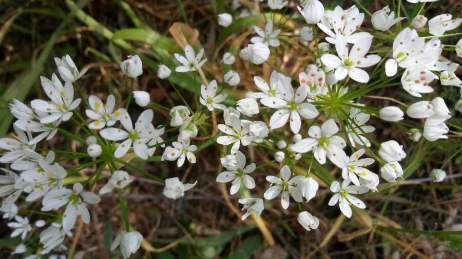 Allium subhirsutum flower