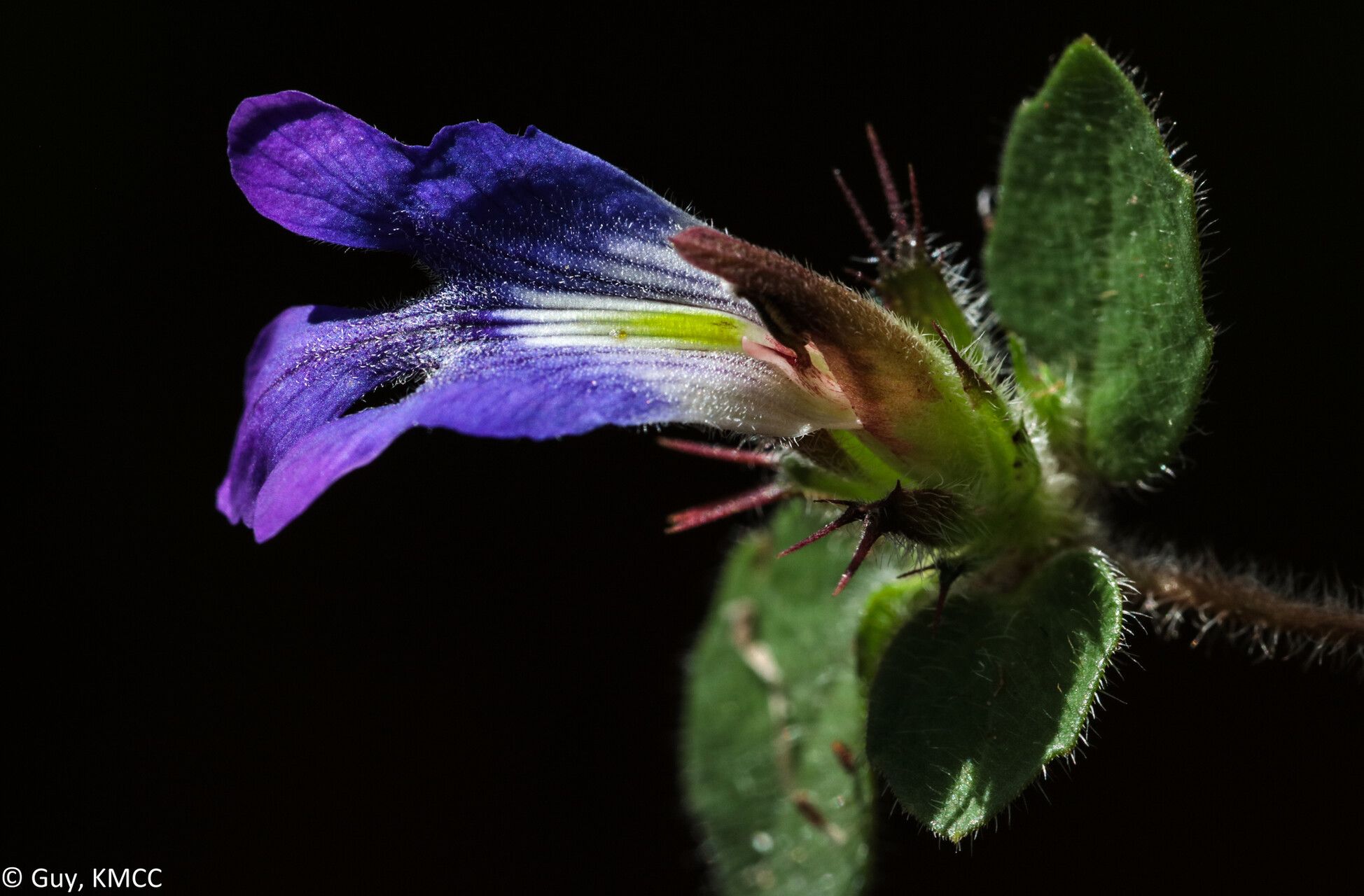 Blepharis maculata flower
