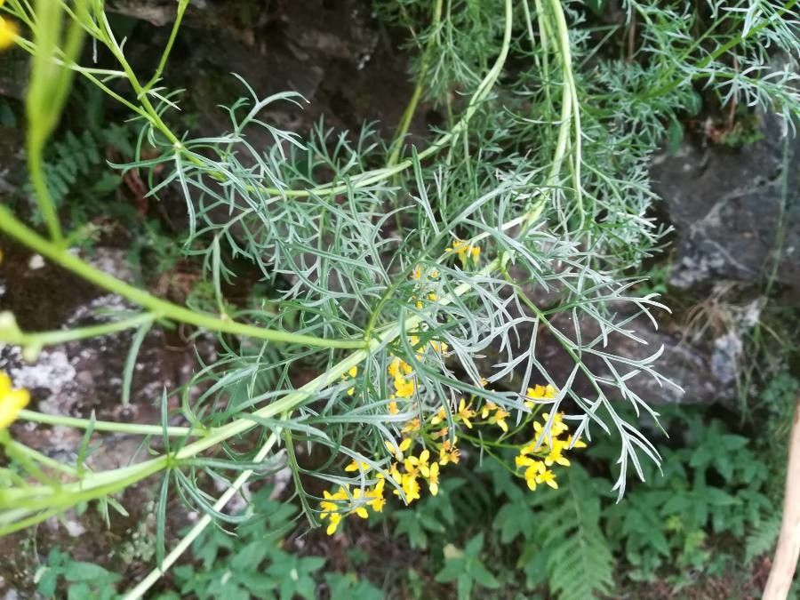 Jacobaea adonidifolia