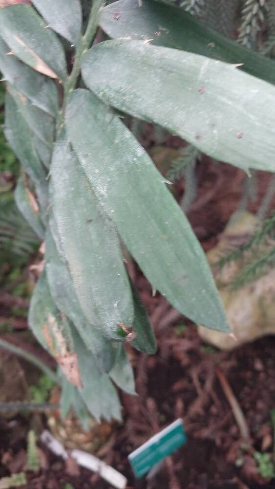 Encephalartos chimanimaniensis leaf