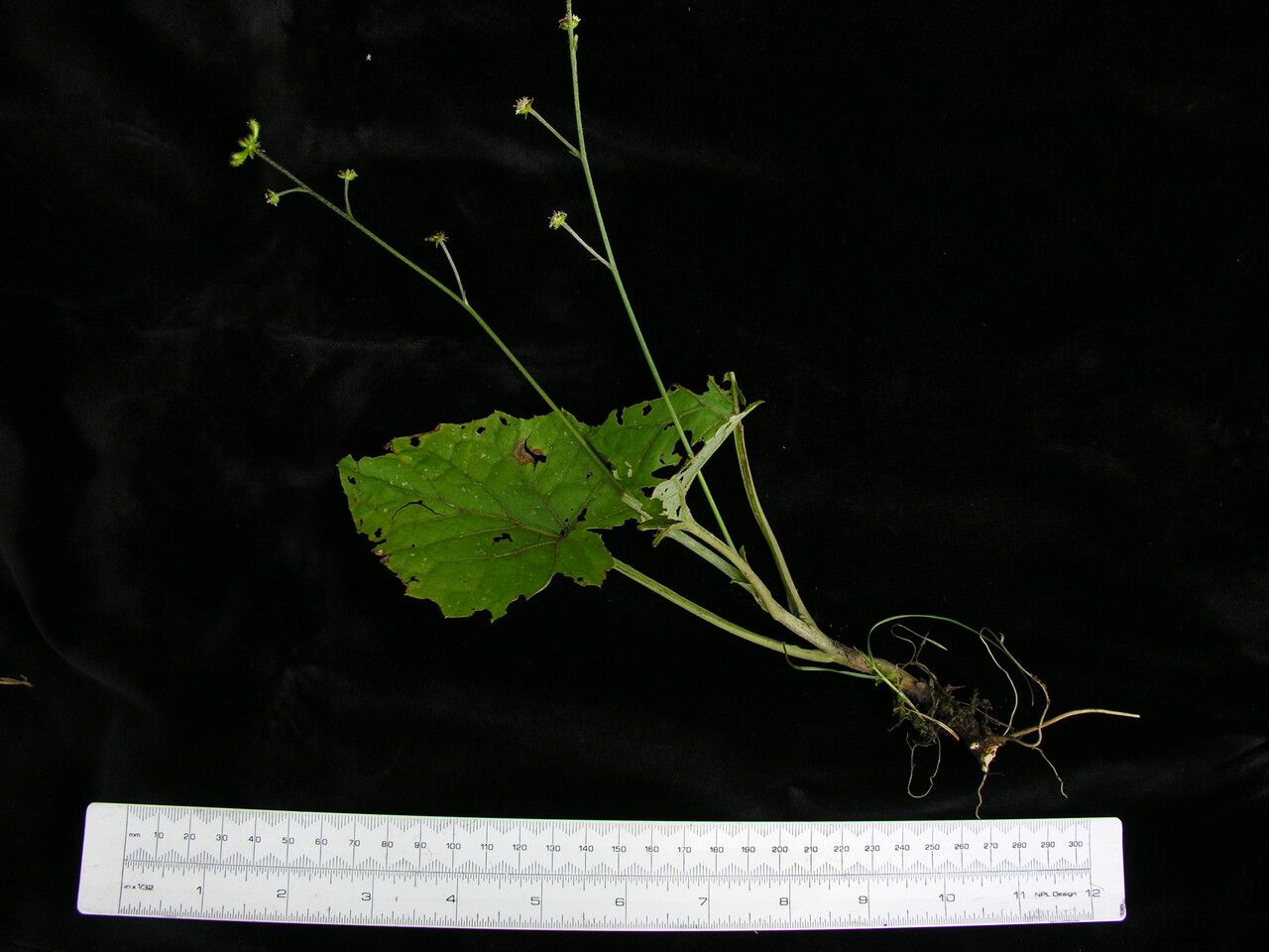 Adenocaulon nepalense habit