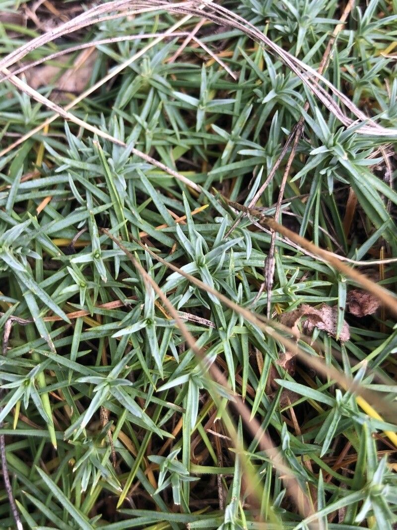 Dianthus praecox leaf