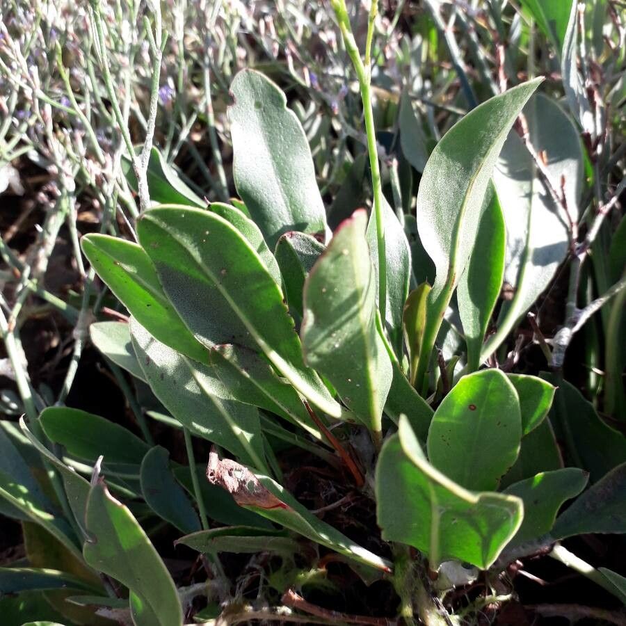 Limonium humile — search result for 'Limonium'