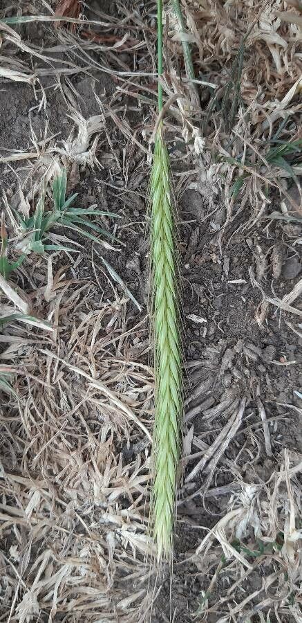 Hordeum bulbosum fruit