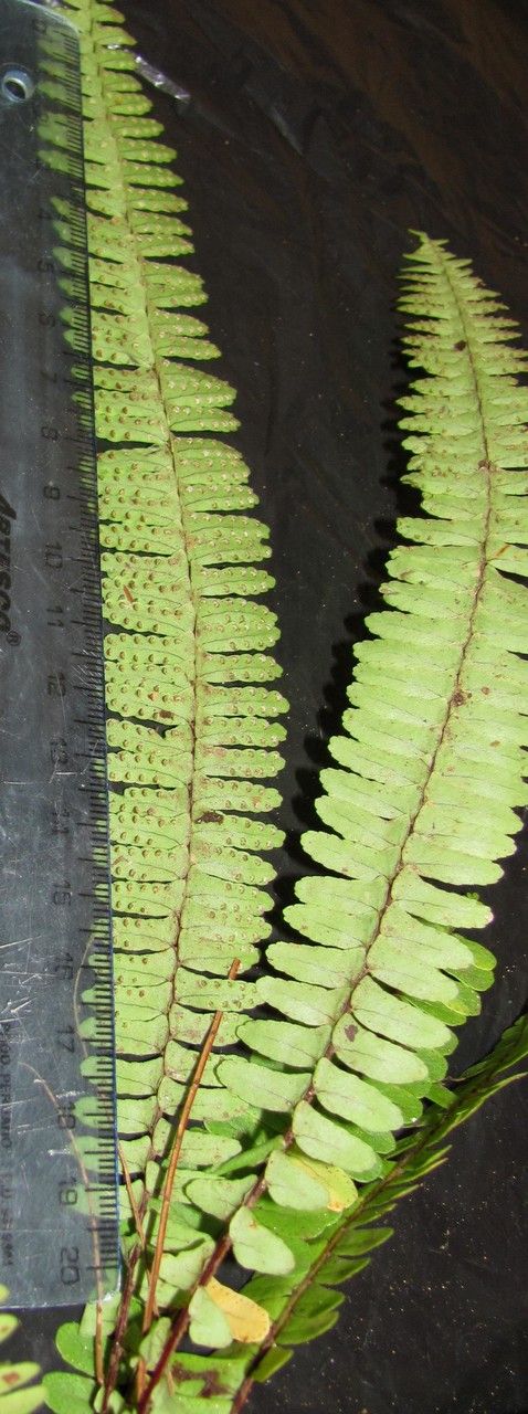 Nephrolepis pectinata leaf