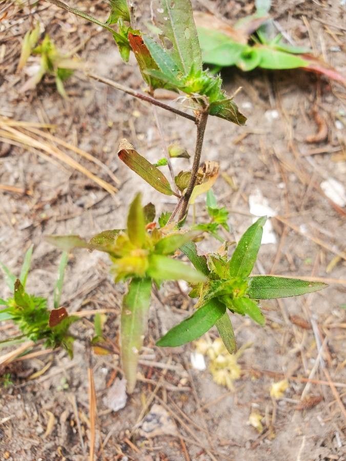Sideritis montana bark