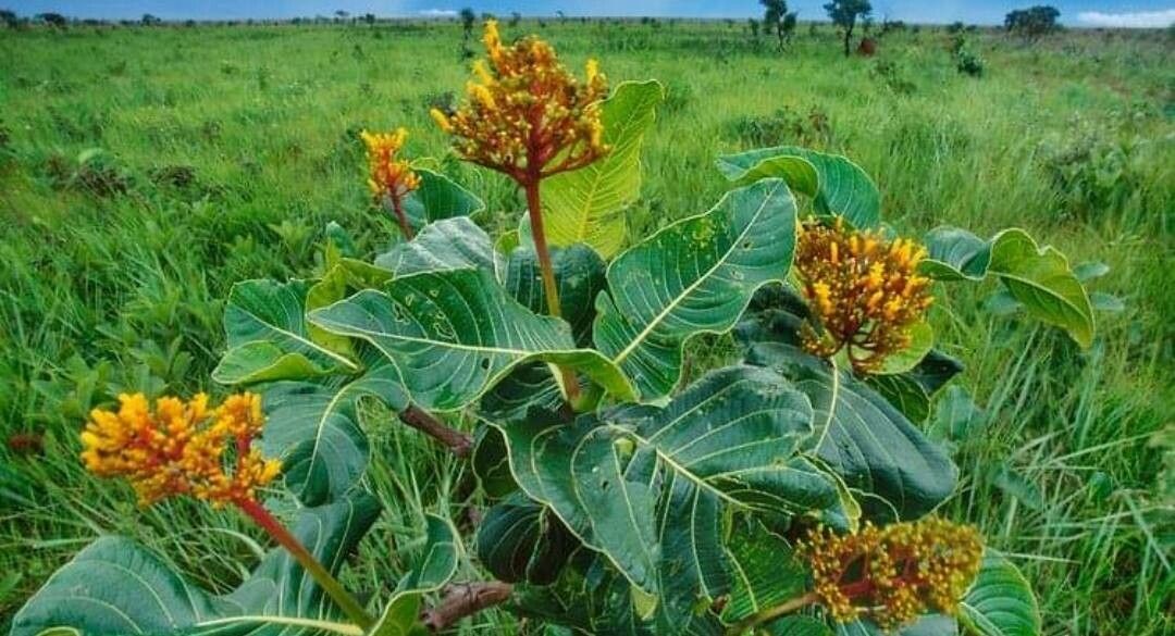 Palicourea rigida flower