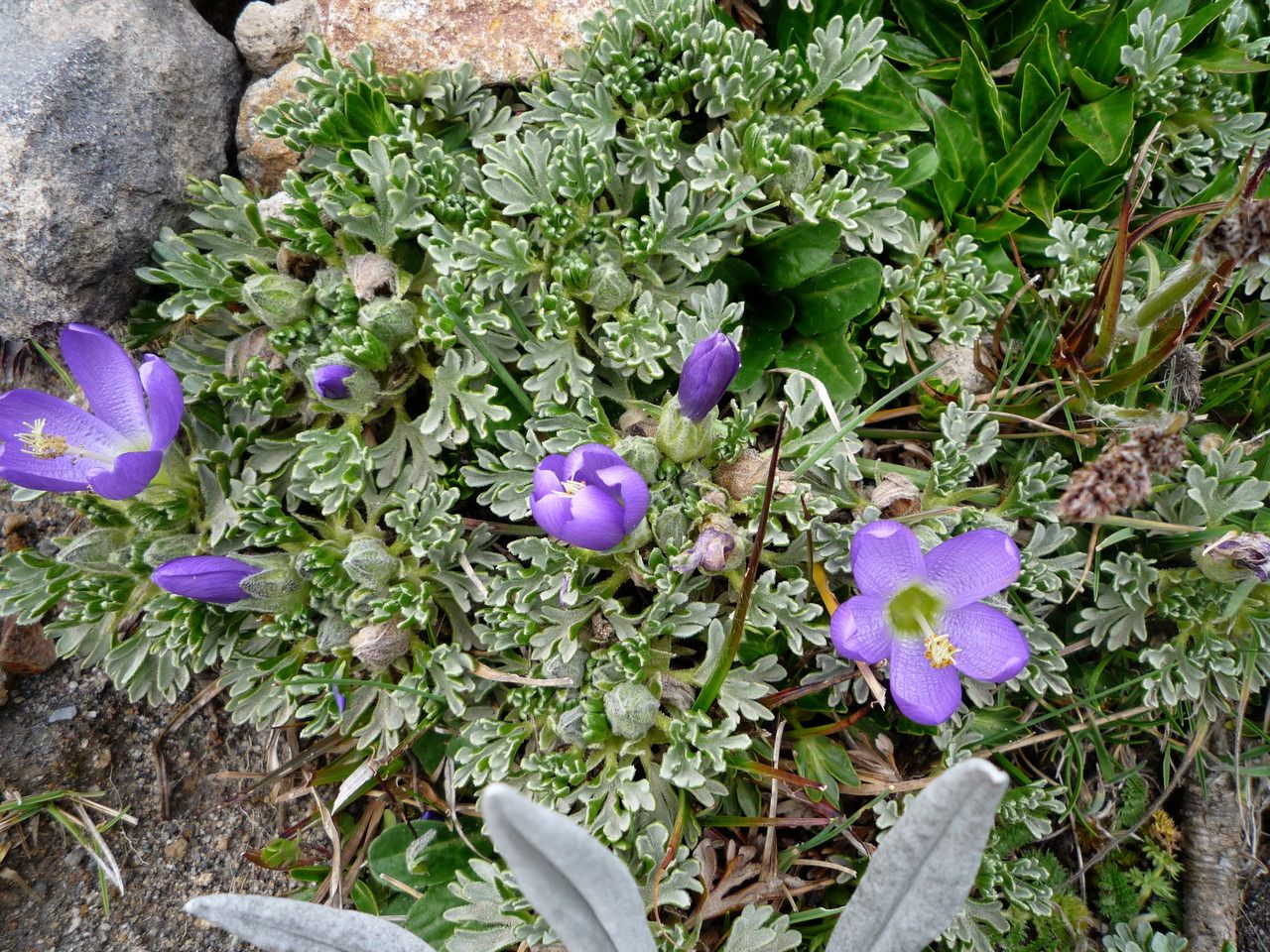 Nototriche phyllanthos leaf