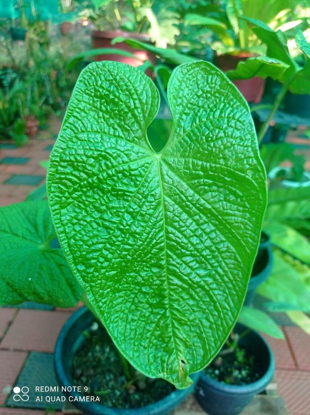 Anthurium rugulosum — houseplant care guide