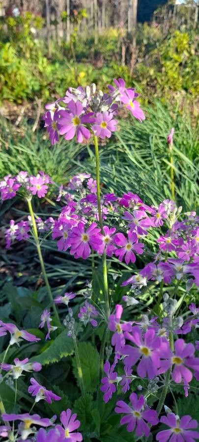 Primula sieboldii habit