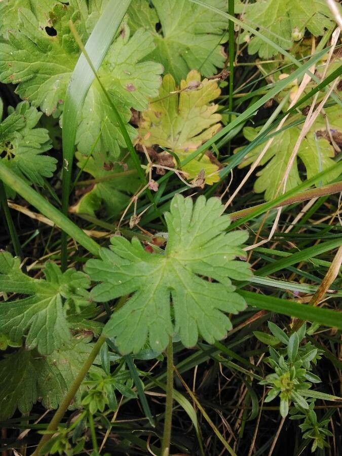Geranium pyrenaicum — search result for 'Geranium'
