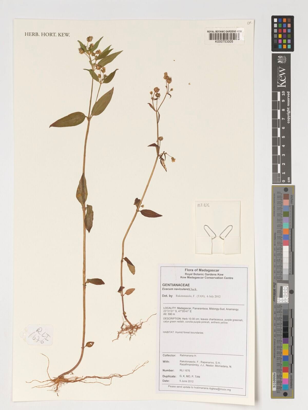 Exacum naviculare — houseplant care guide