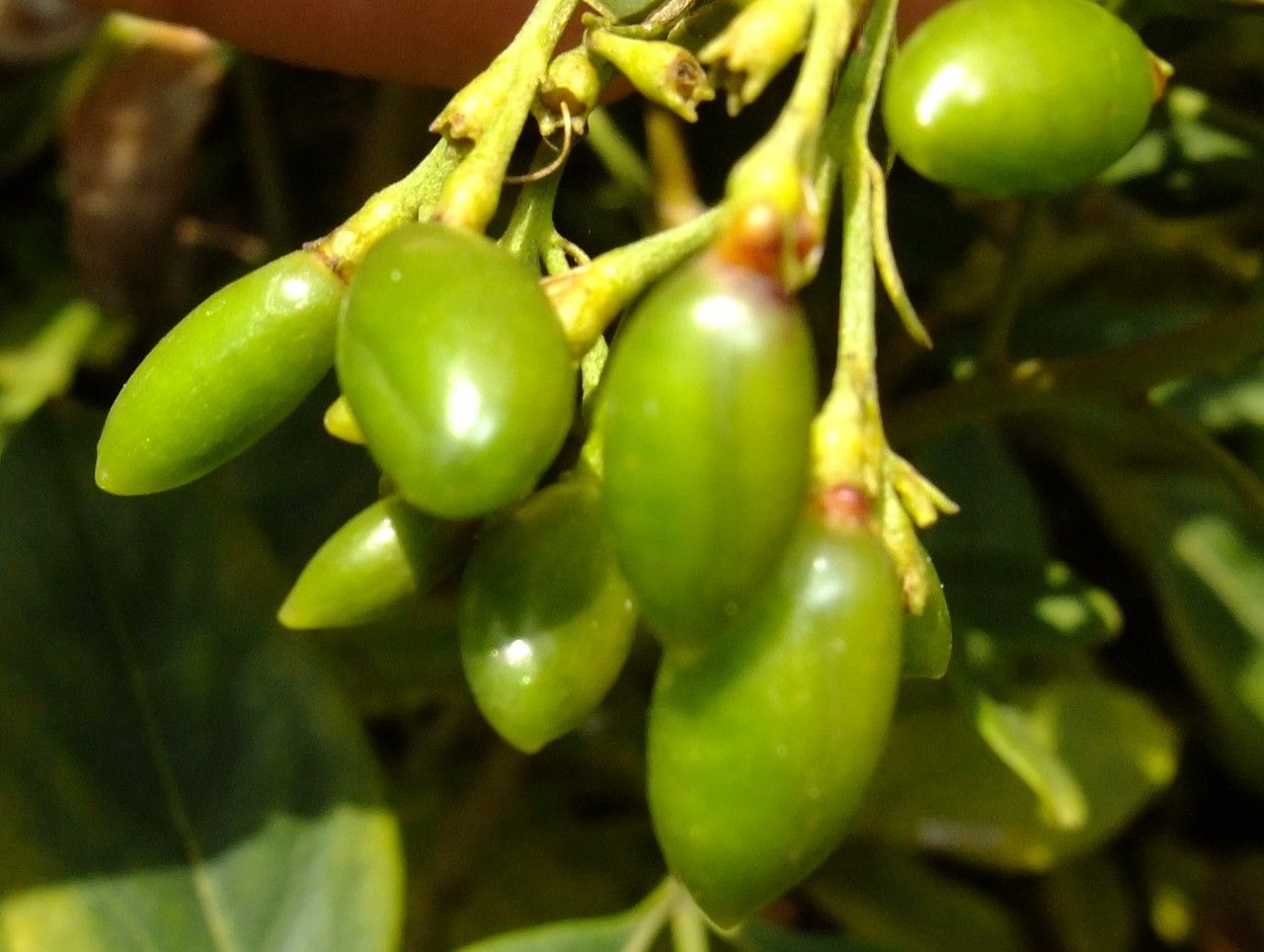 Jasminum odoratissimum fruit
