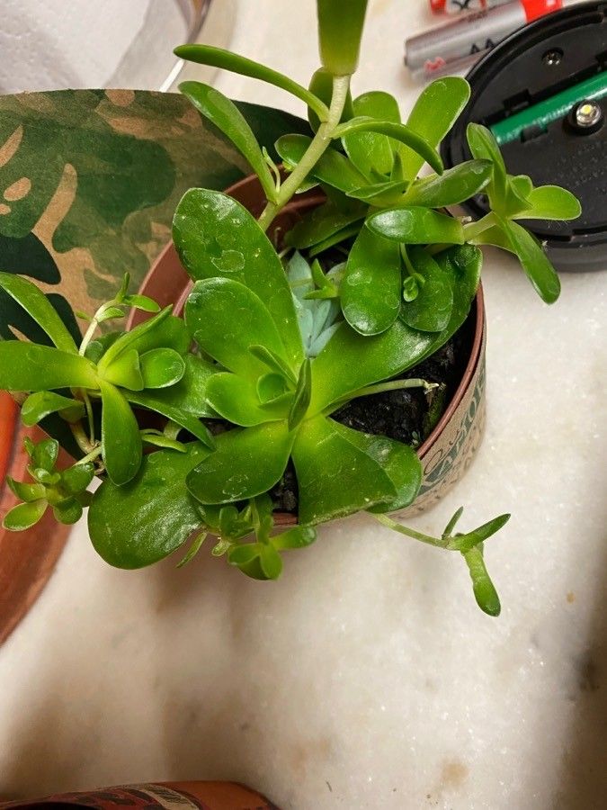 Orostachys malacophylla flower