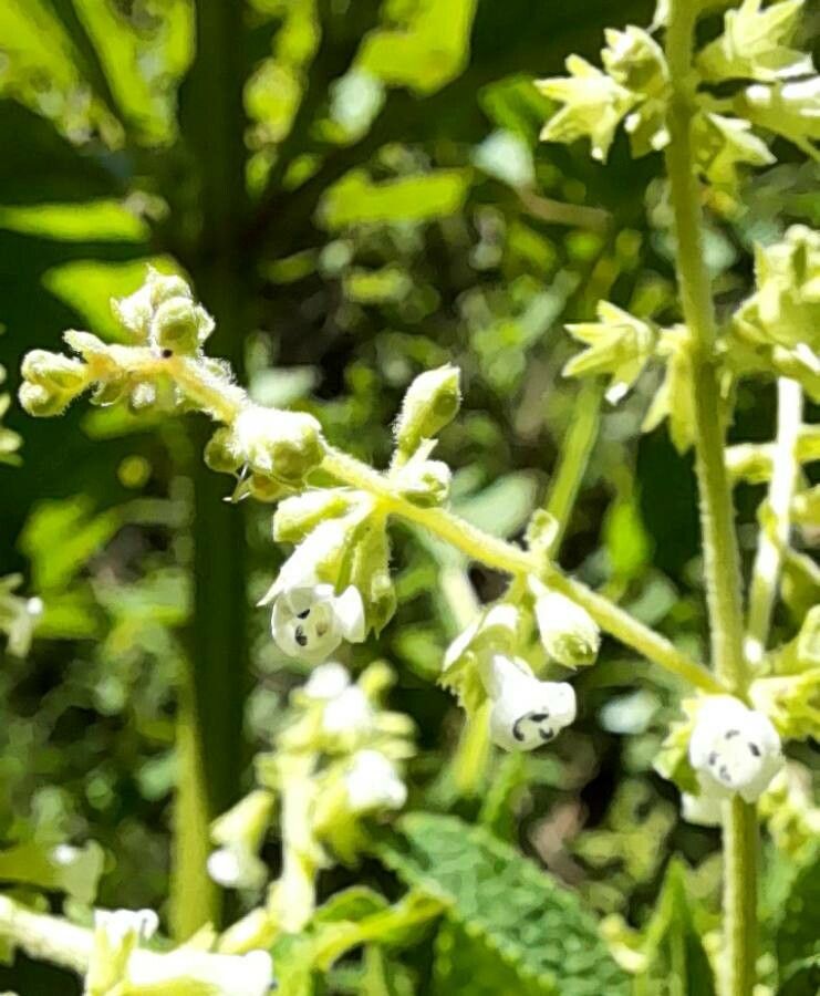Lepechinia vesiculosa flower