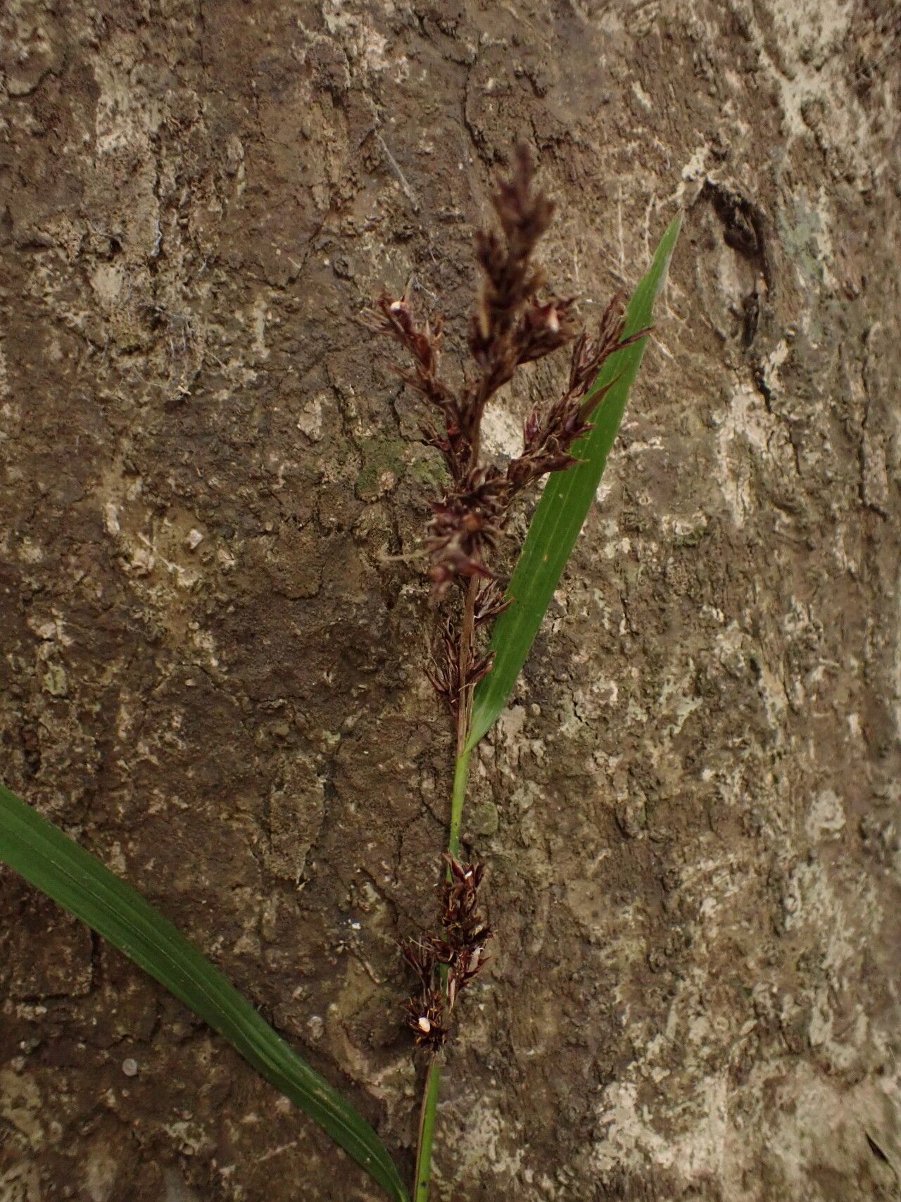 Scleria naumanniana flower