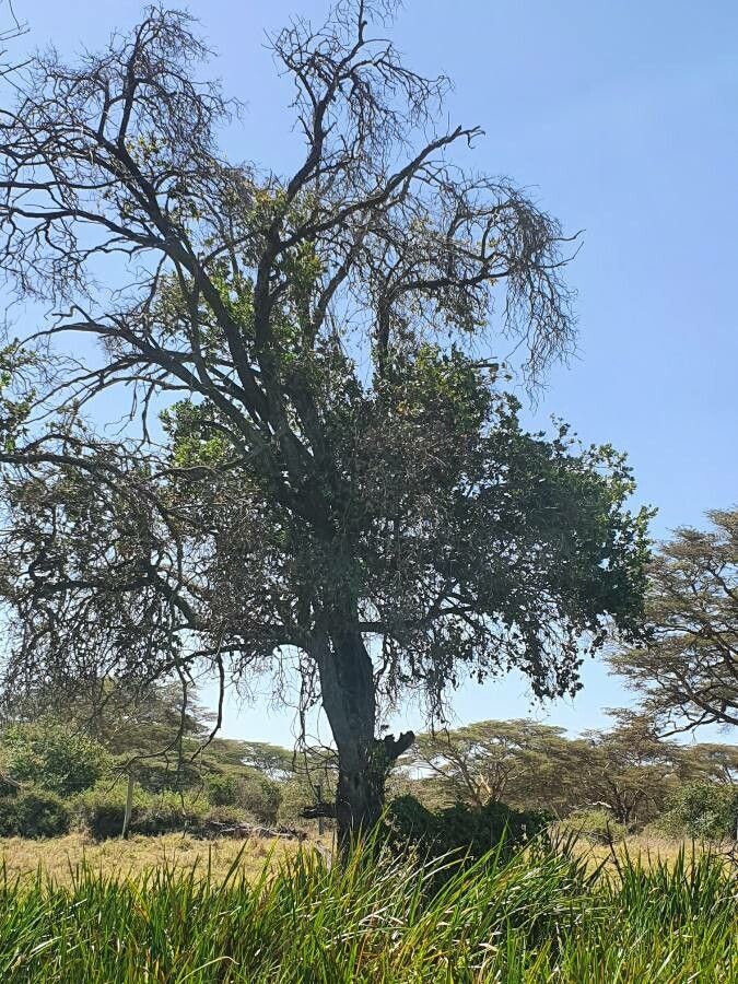 Syzygium guineense — search result for 'Ethiopia'