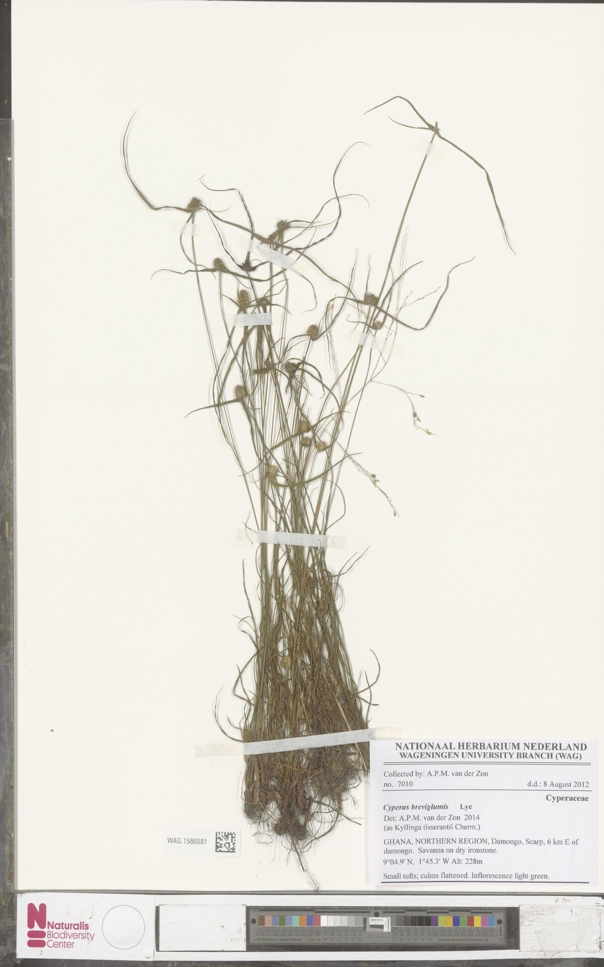 Cyperus breviglumis — houseplant care guide