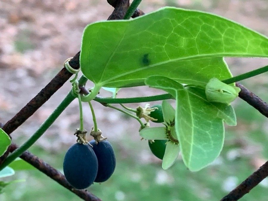 Passiflora suberosa — maintenance medium houseplant