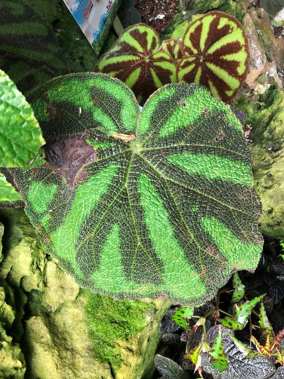 Begonia variegata