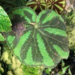 Begonia variegata
