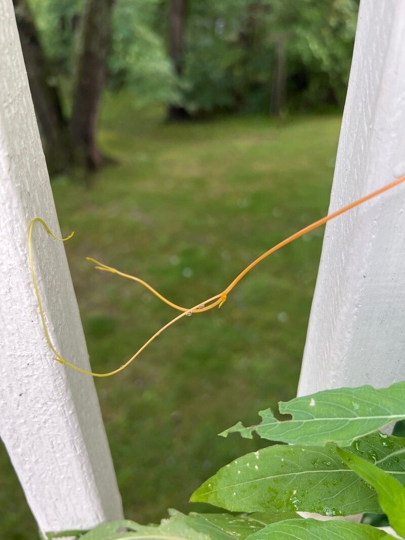 Cuscuta lupuliformis — search result for 'Cuscuta'