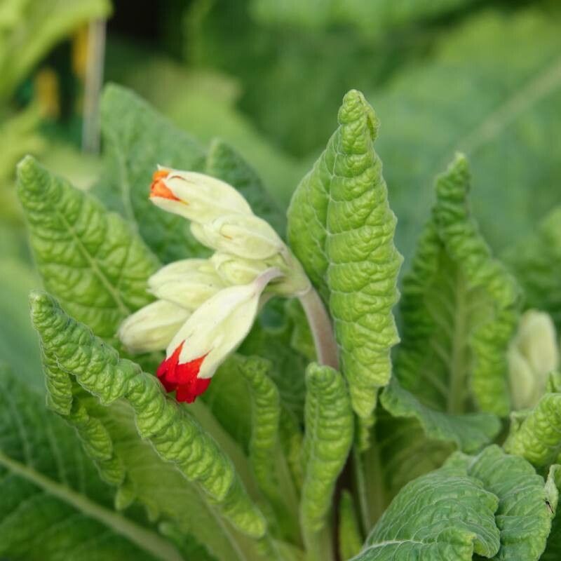 Primula × digenea — search result for 'Primula'
