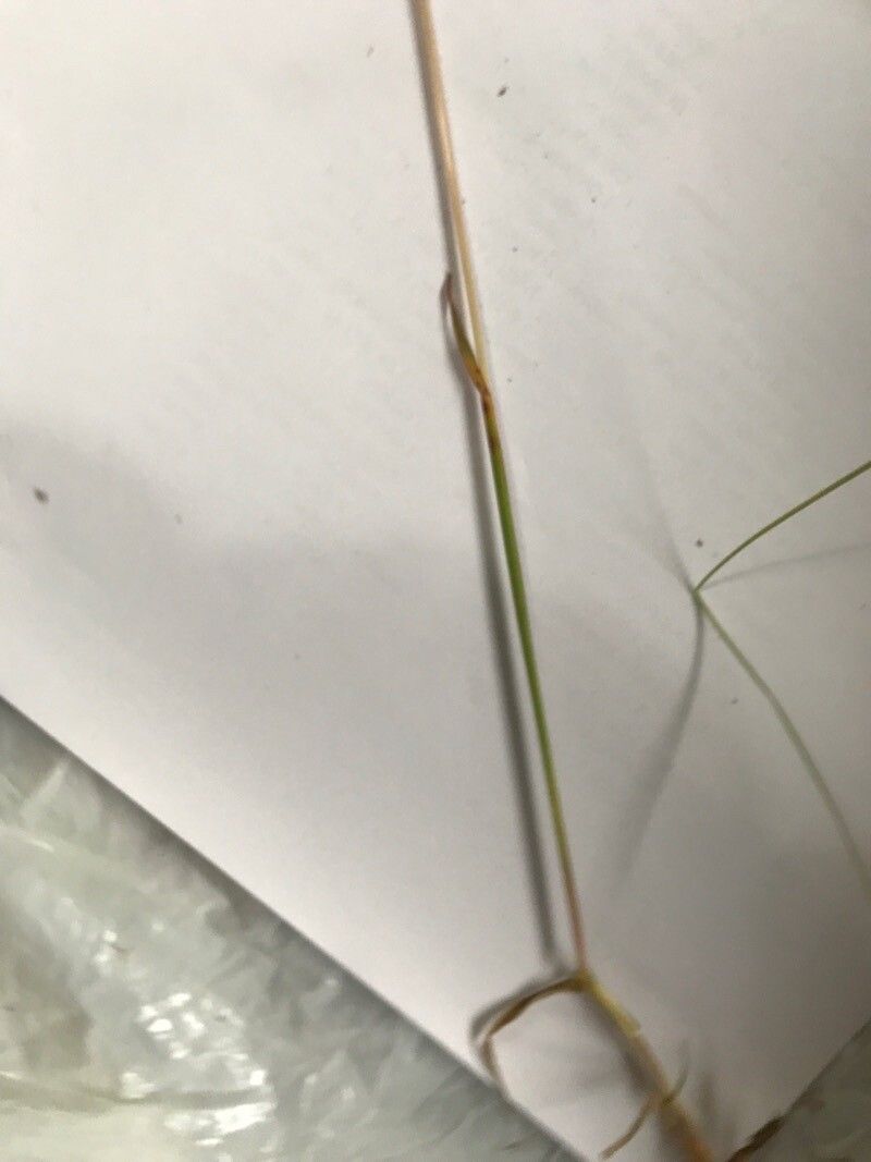 Helictochloa versicolor habit