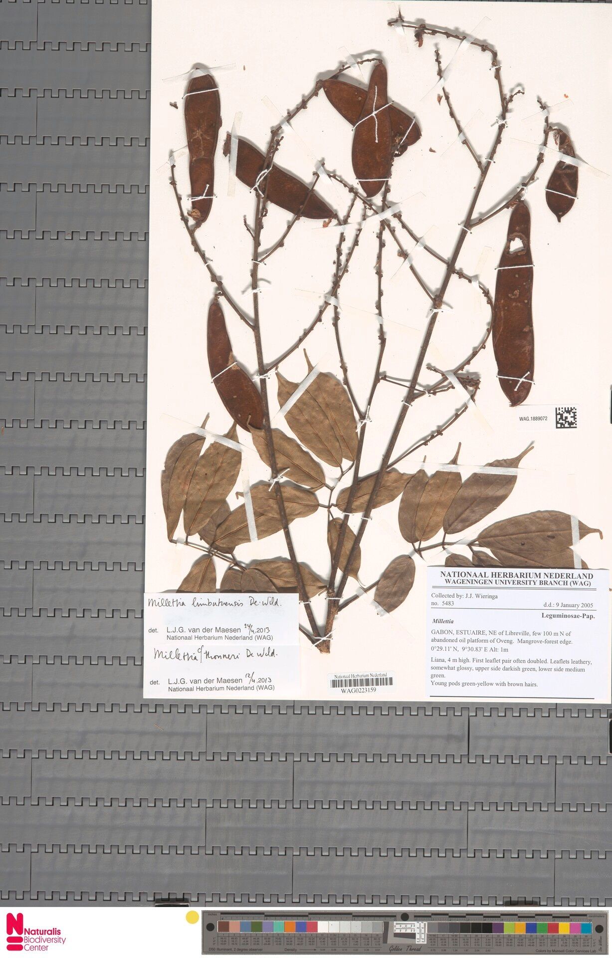 Millettia limbutuensis — houseplant care guide