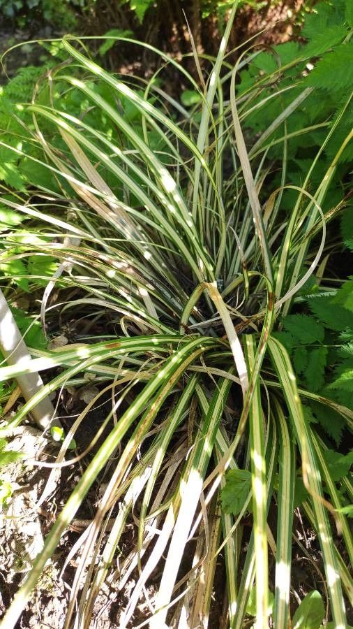 Carex hachijoensis habit