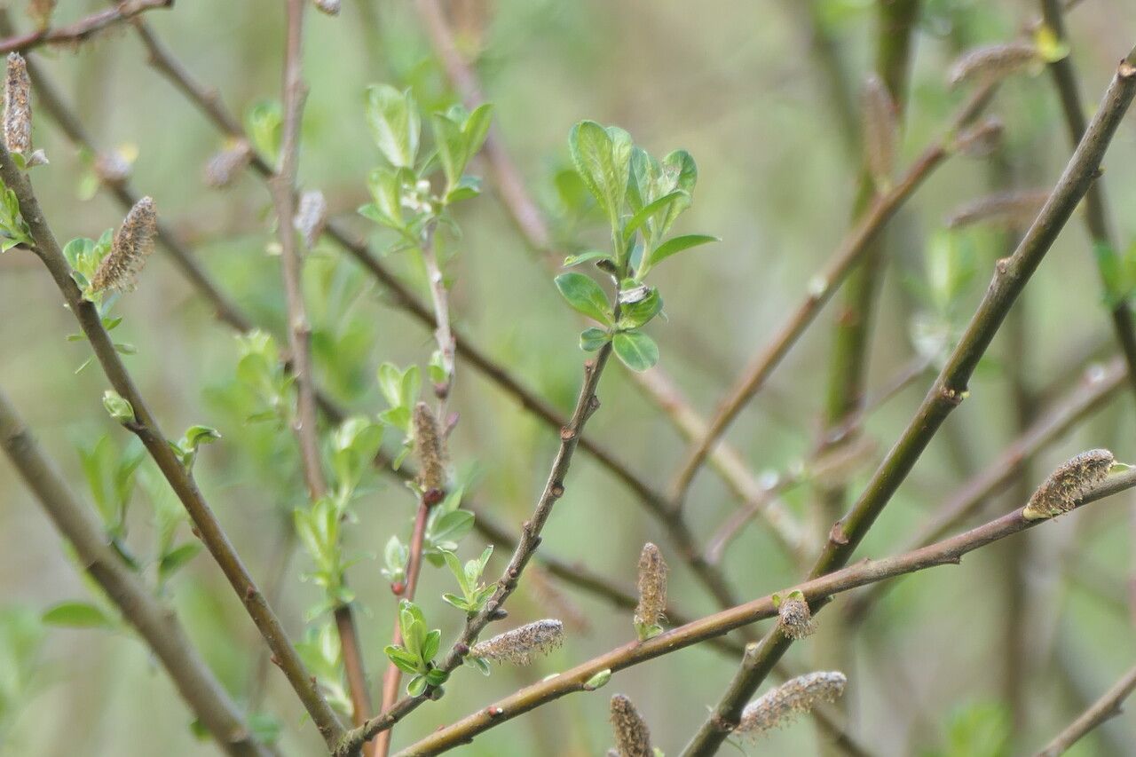 Salix sitchensis — flood tolerant houseplant