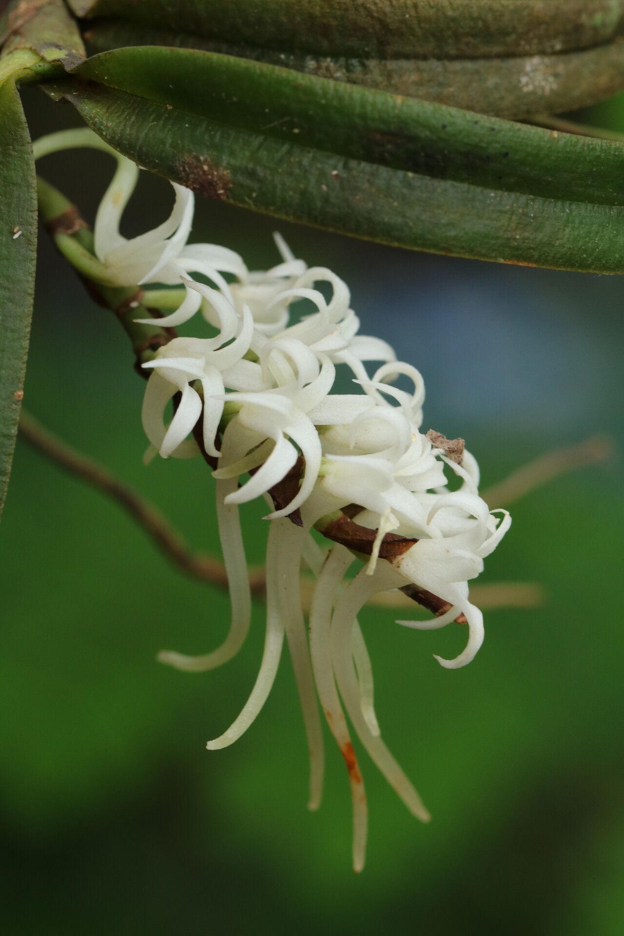 Cyrtorchis brownii flower