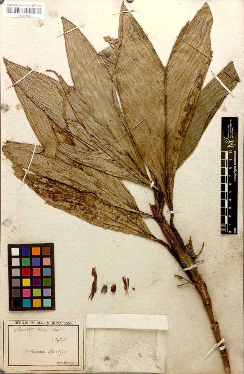 Bactris hirta flower