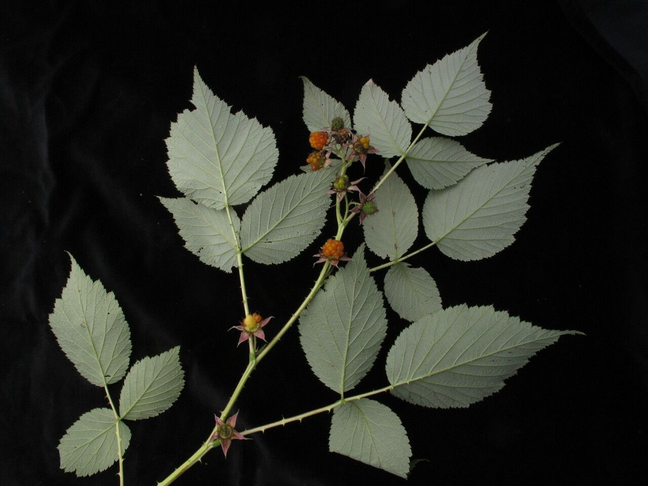 Rubus hoffmeisterianus habit