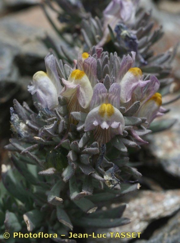 Linaria glacialis habit